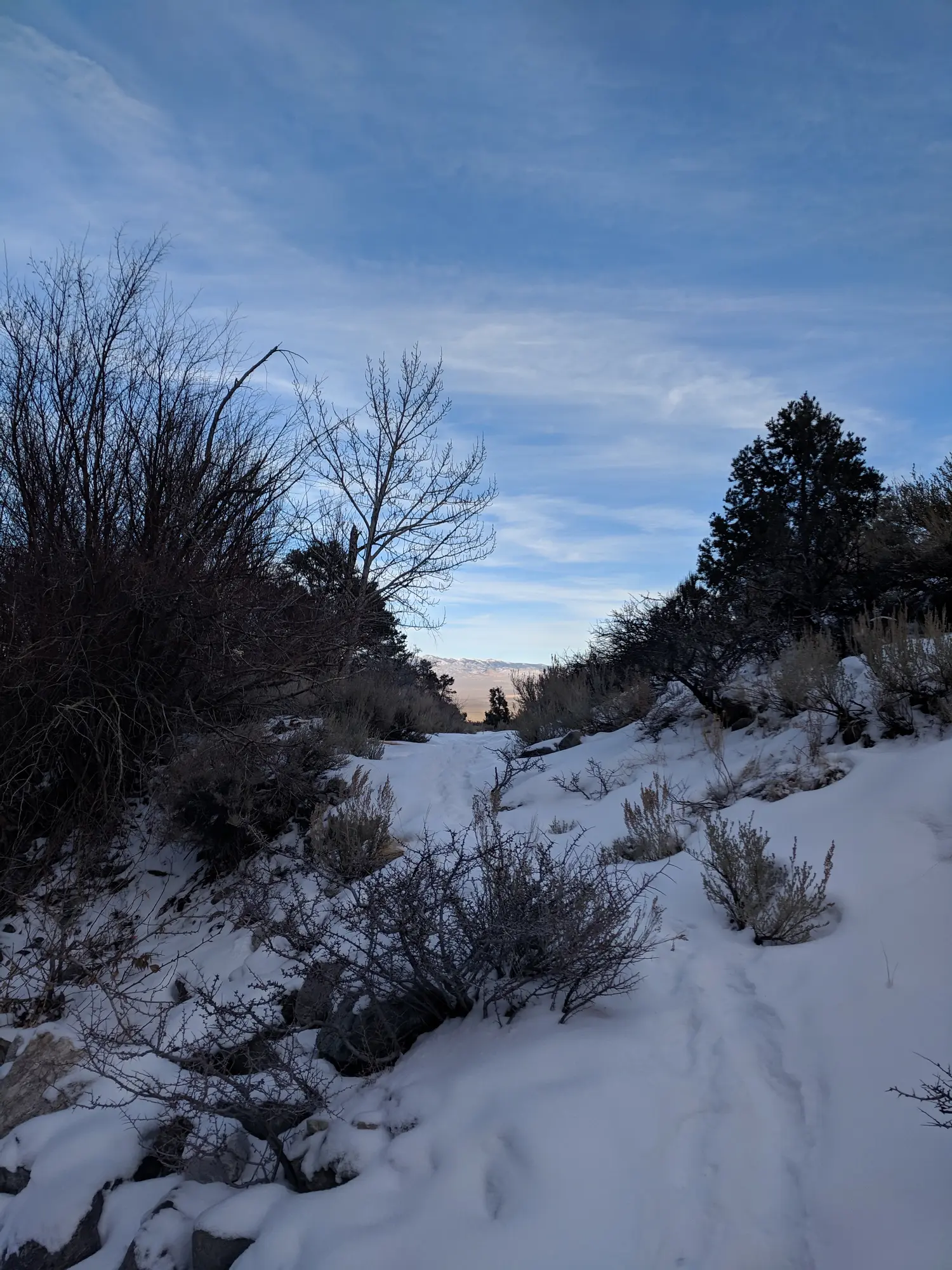 Mountain Lion's Home